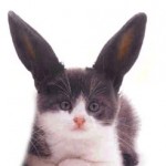 Cabbit_2_by_Mecha_fox_cat_rabbit