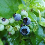 800px-Maturing_blueberry