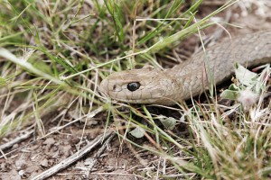 800px-Brown_snake_-_victoria_australia