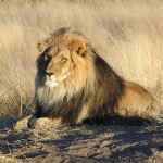 Lion_waiting_in_Namibia