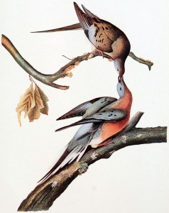 Billing Passenger Pigeons by John James Audubon; in life the pigeons stood next to each other on the same branch. Via Wikipedia