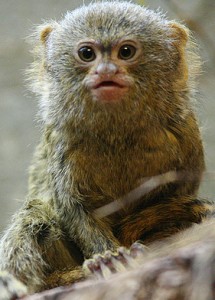 cute-Pygmy-Marmoset9-1