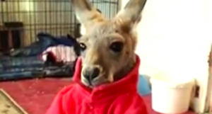 Jimmy the kangaroo (WISN)