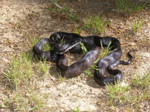 Black rat snakes: how many are in there?  Via Wikipedia.