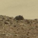 photo credit: Could this be a Martian mouse? NASA/JPL-Caltech/MSSS